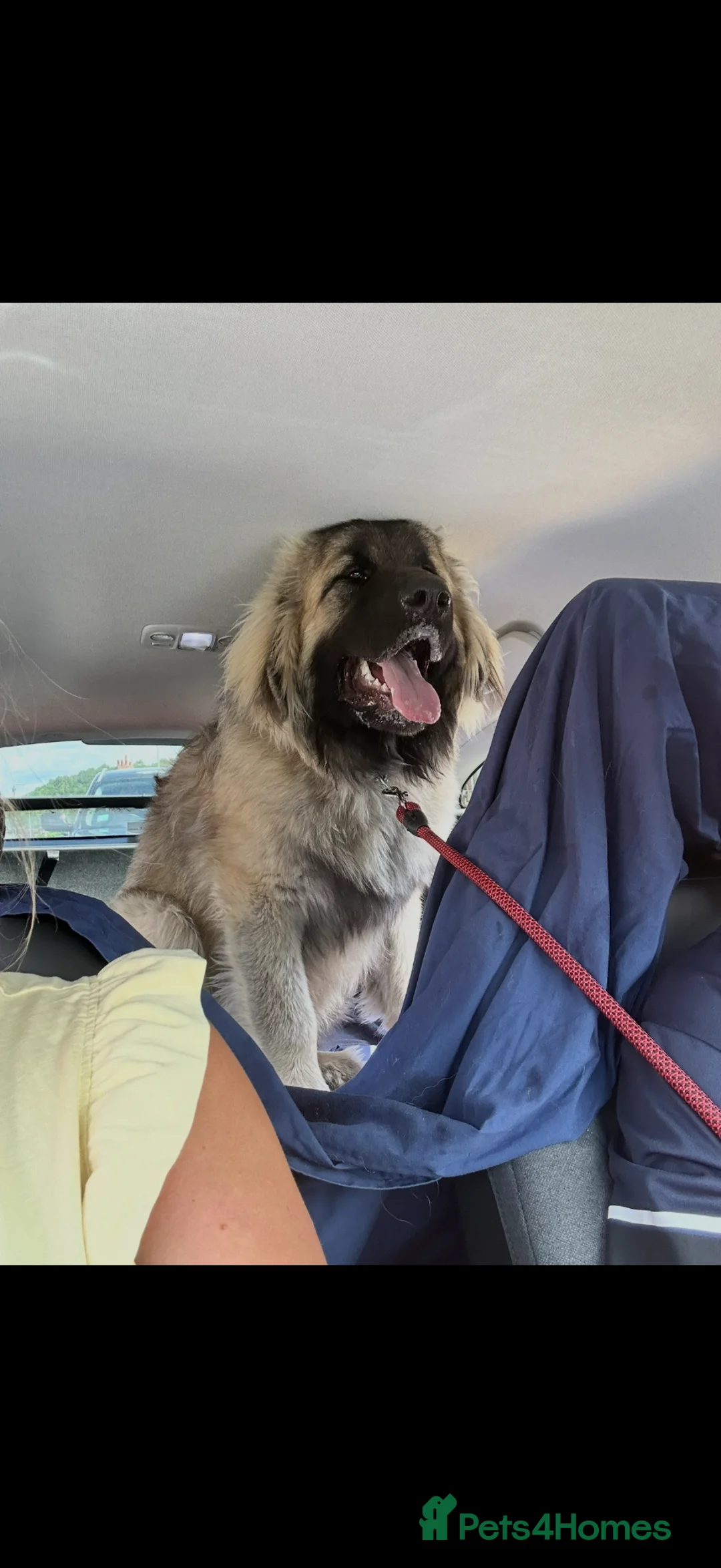 Caucasian Shepherd Dog dogs for sale: Caucasian Mountain Dog (Male) - Advert 2