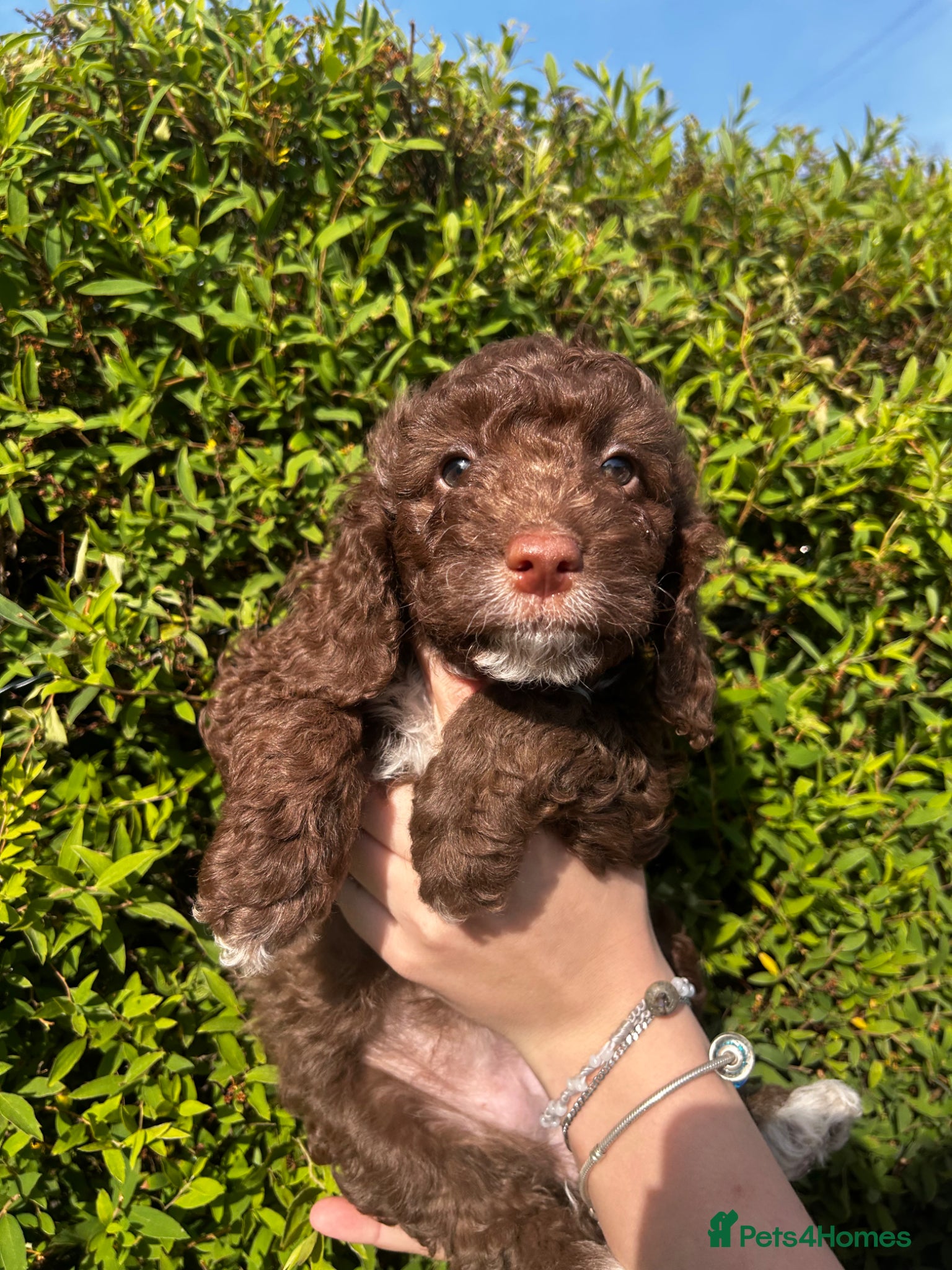 Sproodle dogs for sale: Sproodle puppies  in Accrington - Advert 5