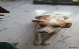 Mixed Breed dogs for sale: Beagle with whippet  - Image 1