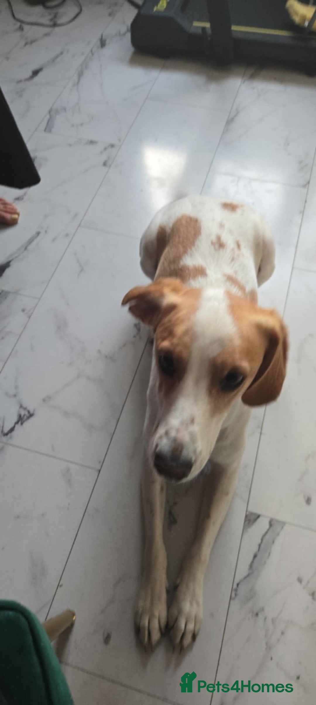 Mixed Breed dogs for sale: Beagle with whippet  - Image 1