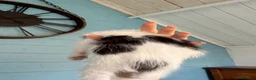 Mixed Breed cats for sale: 7 gorgeous mixed breed kittens  - Advert 15