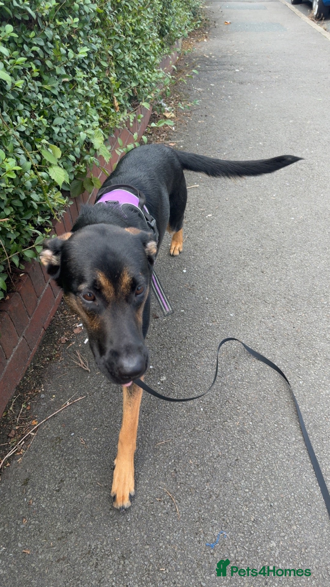 Sheprador dogs ASAP REHOMING Sheprador in Swansea - Advert 1