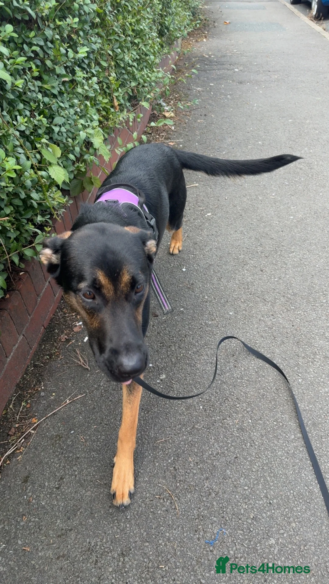 Sheprador dogs for sale: ASAP REHOMING Sheprador in Swansea - Advert 1