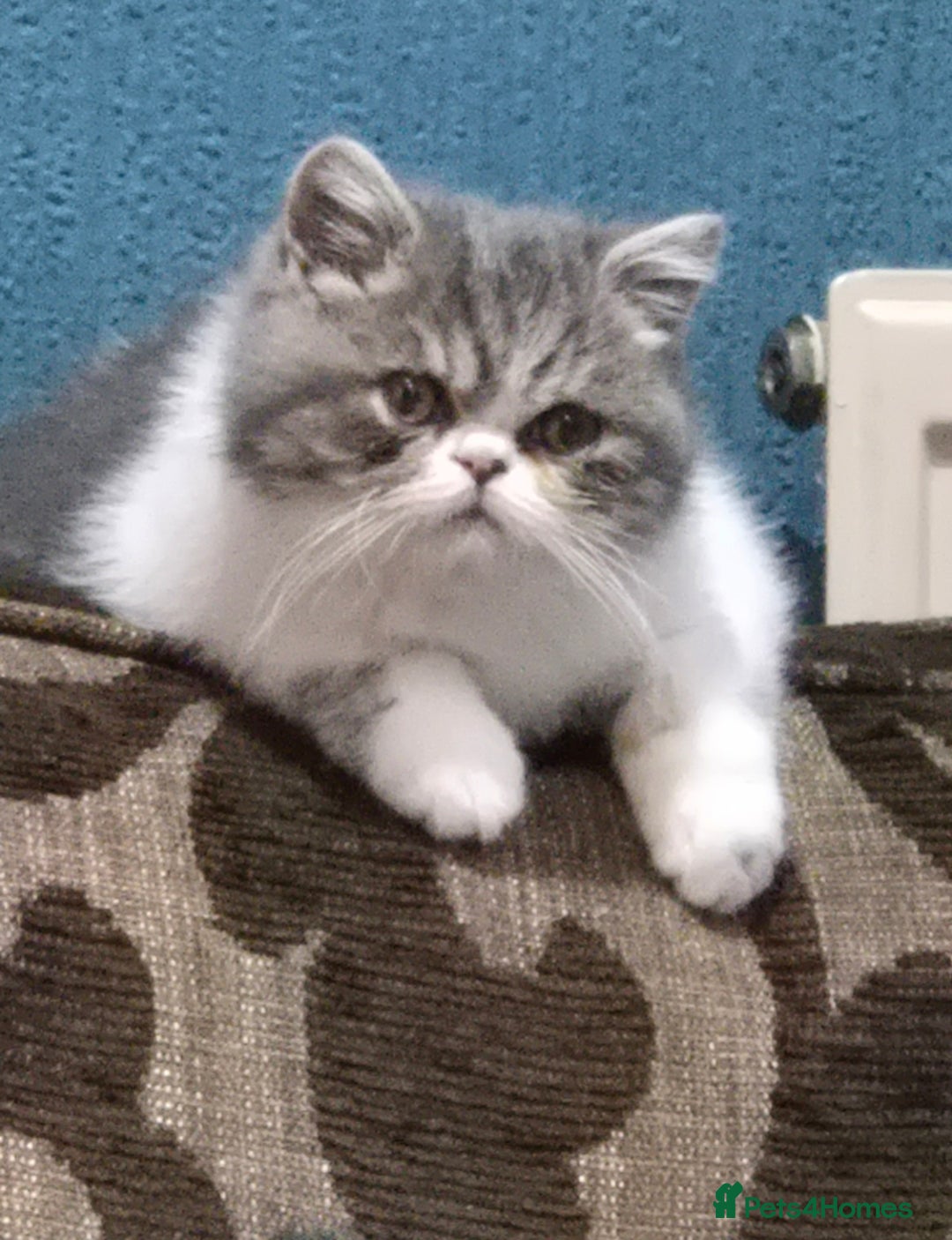 Persian cats for sale: Beautiful friendly pedigree shorthair Persian  - Advert 1
