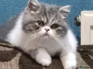 Persian cats Beautiful friendly pedigree shorthair Persian - Advert 3