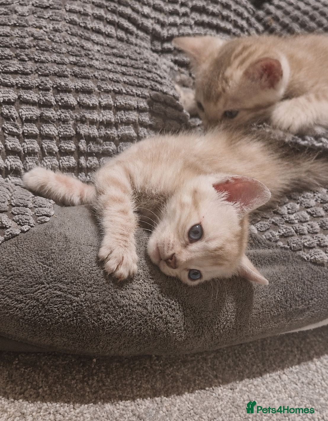 Bengal cats TICA Genetic Health Tested Snow Silver Kittens - Advert 2