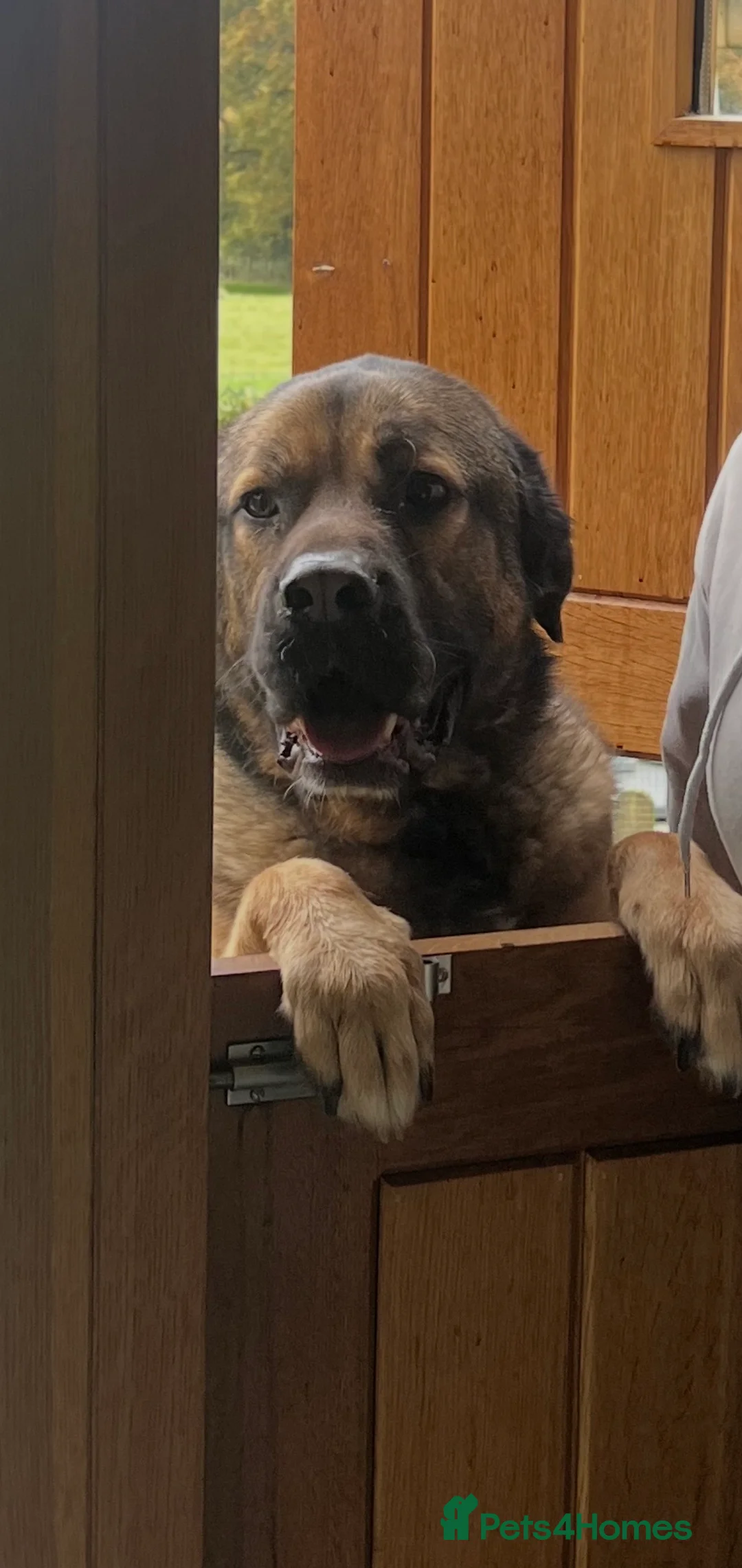 Mixed Breed dogs for sale: 4 year old Caucasian Shepherd dog - Advert 3