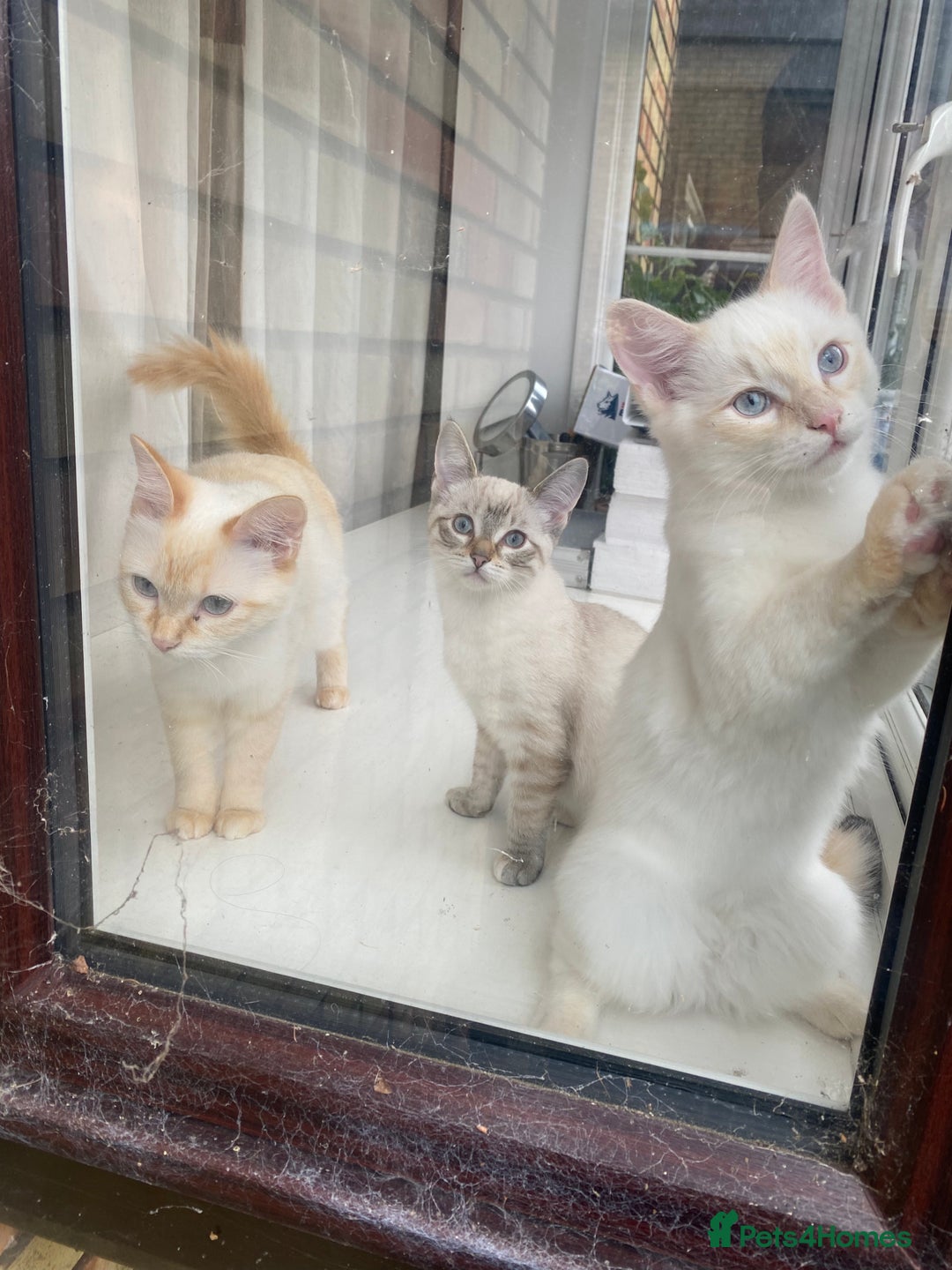 Ragdoll cats for sale: Flame-Tipped Ragdoll Kittens - Advert 4