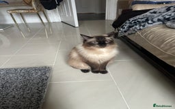 Ragdoll cats for sale: Ragdoll - Image 3