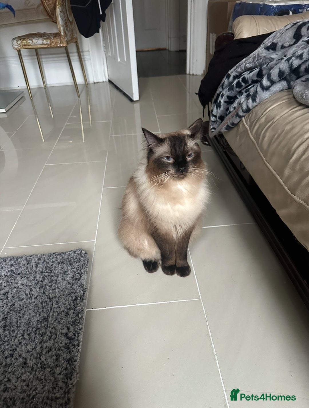 Ragdoll cats for sale: Ragdoll - Image 3