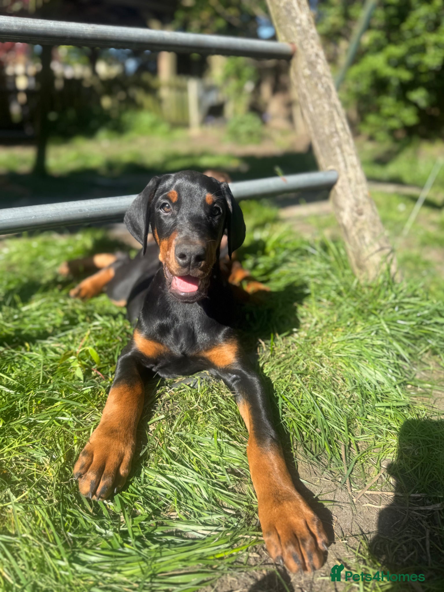 Dobermann dogs World champion pedigree Dobermanns  - Advert 2