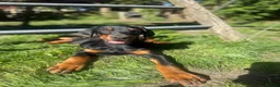Dobermann dogs for sale: World champion pedigree Dobermanns  - Advert 2