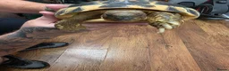 Hermann Tortoise reptiles for sale: Fully sized Hermann tortoise  - Advert 4