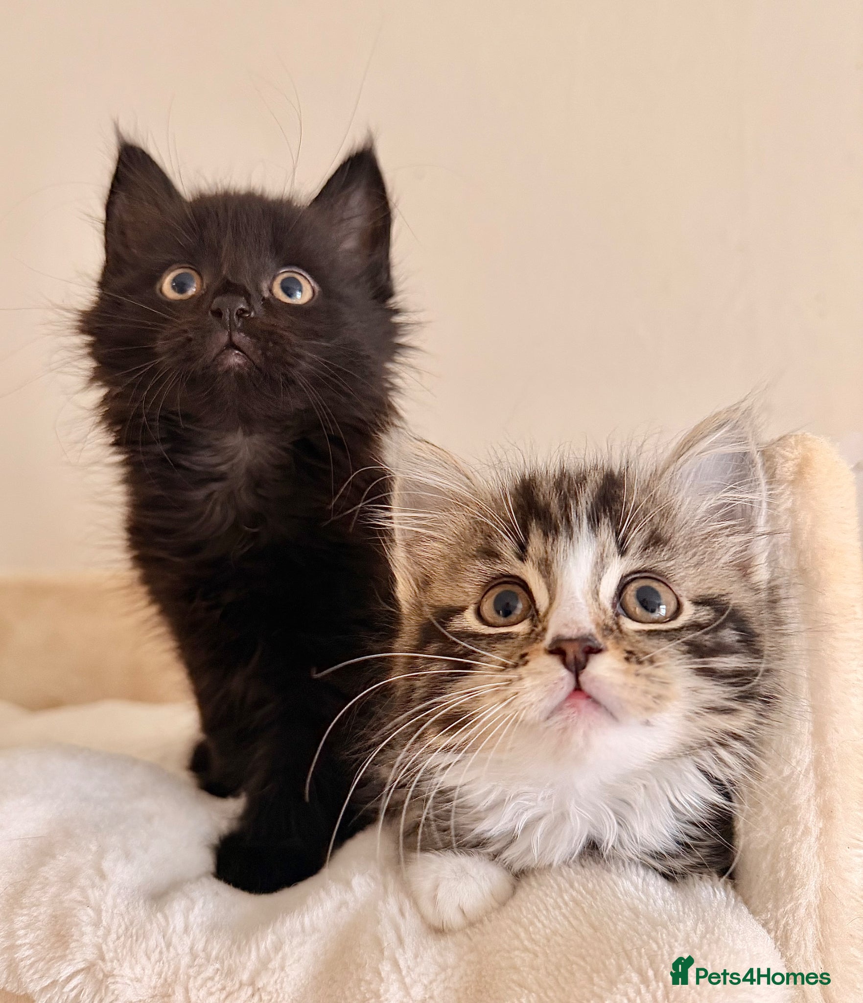 Mixed Breed cats REDUCED! Maine Coon Kittens - Advert 10