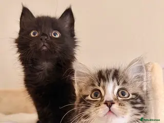 Mixed Breed cats REDUCED! Maine Coon Kittens - Advert 10