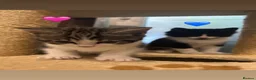 Mixed Breed cats for sale: Kittens  - Advert 10