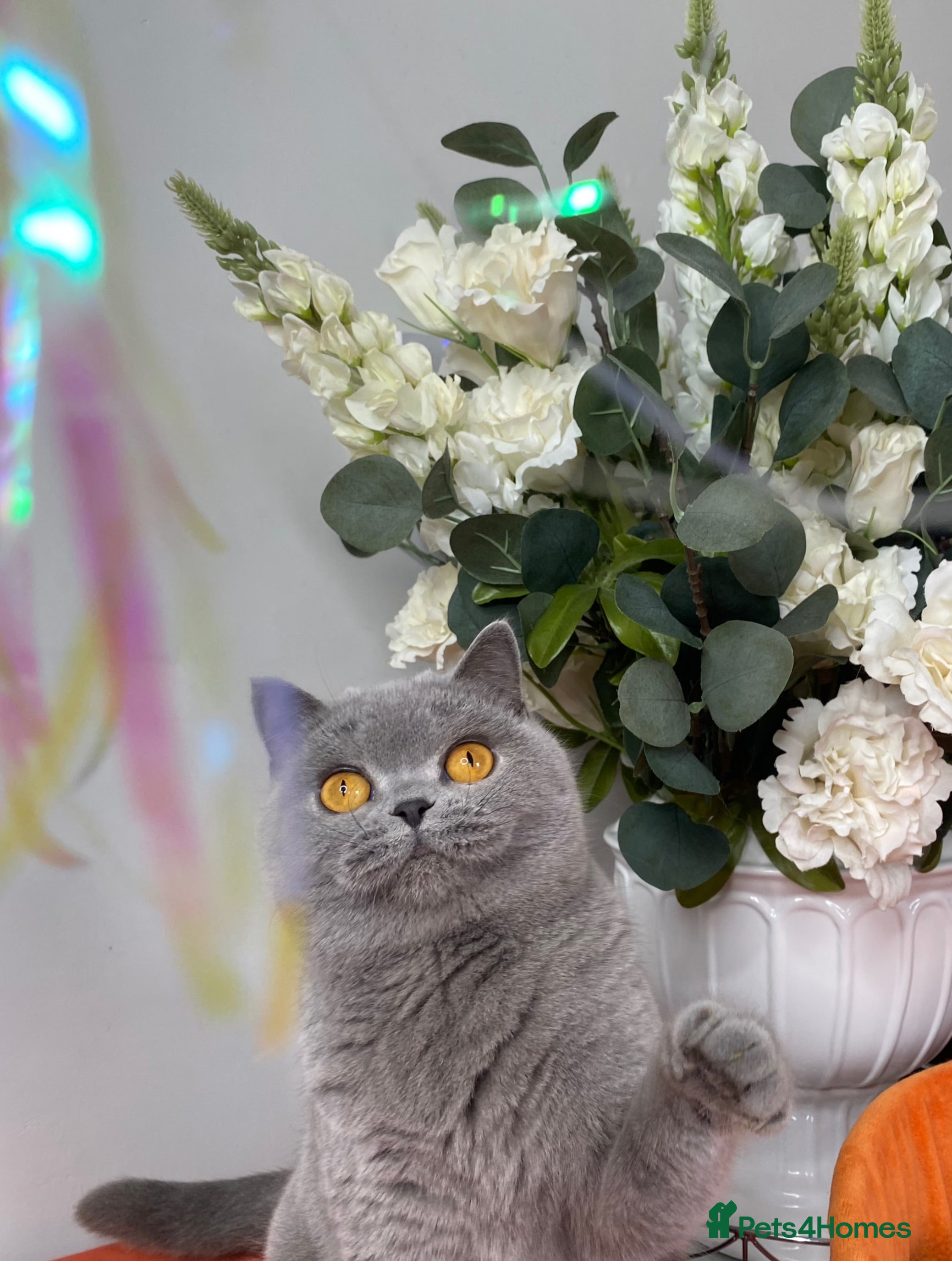 British Shorthair cats British short hair female  - Advert 1