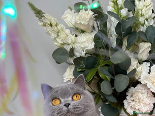 British Shorthair cats British short hair female - Advert 1