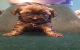 Mixed Breed dogs for sale: 🐾 Adorable Puppies Looking for a Loving Home 🐾   - Image 2