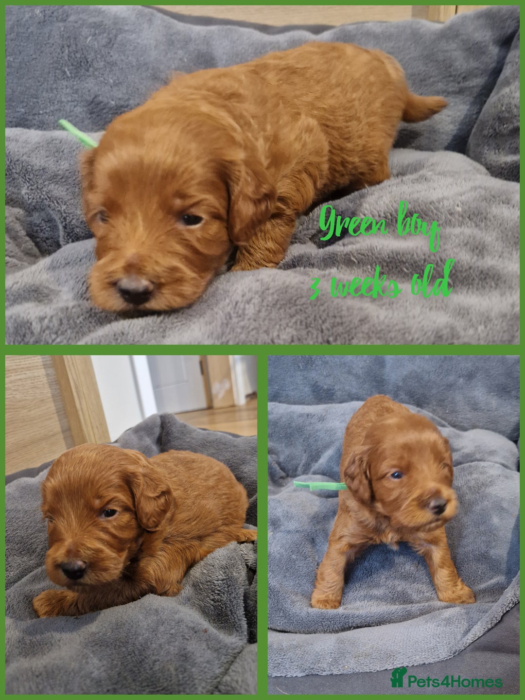 Labradoodle dogs for sale: DNA health tested F1b miniature labradoodles  - Image 9