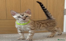 Bengal cats for sale: 💚Marvellous Mink💚 Male Bengal TICA Reg - Image 9