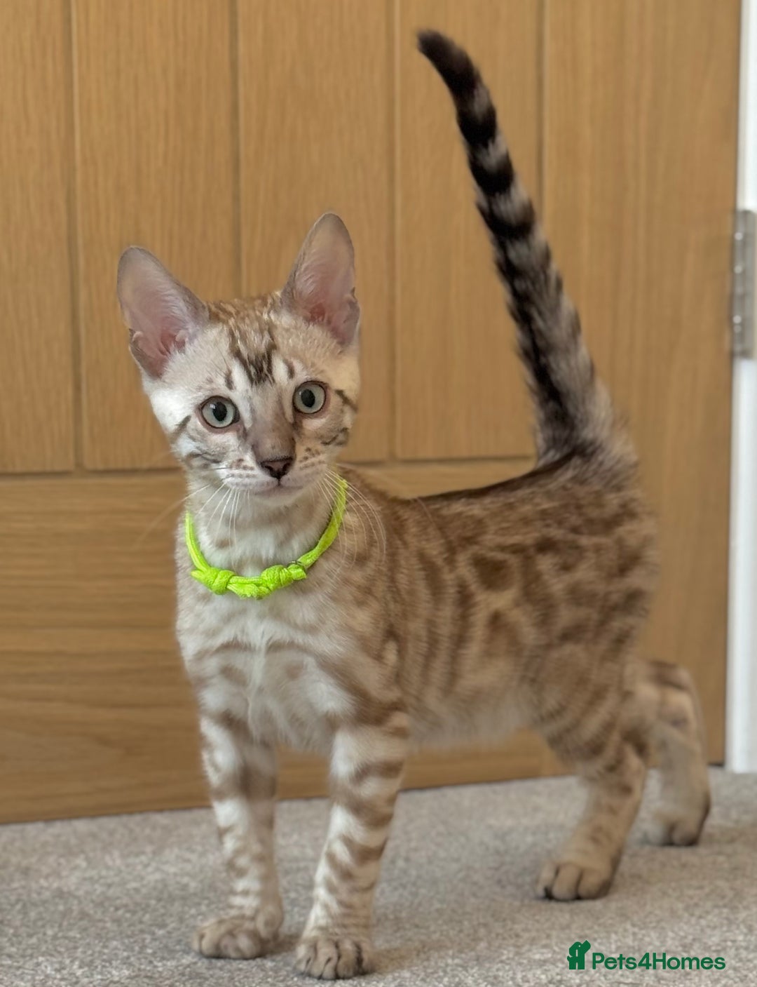 Bengal cats for sale: 💚Marvellous Mink💚 Male Bengal TICA Reg - Image 9