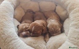 Cocker Spaniel dogs for sale: 3 boy Golden Cocker Spaniel puppies  - Image 2