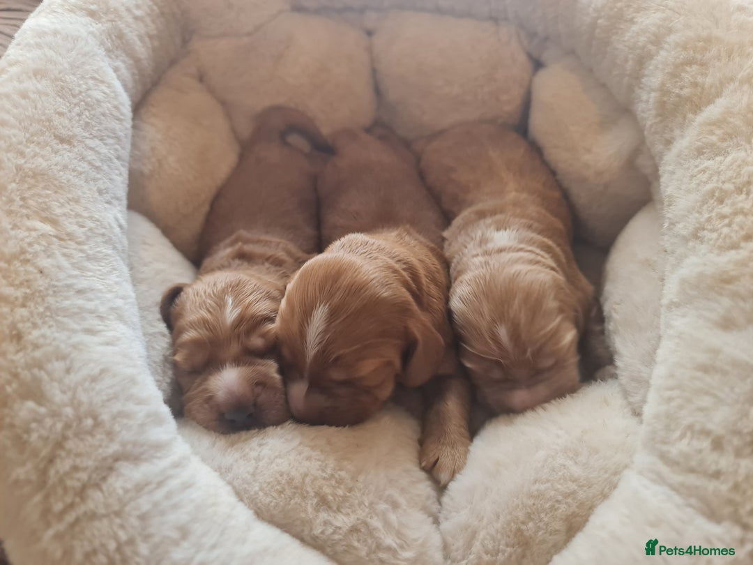Cocker Spaniel dogs for sale: 3 boy Golden Cocker Spaniel puppies  - Image 2