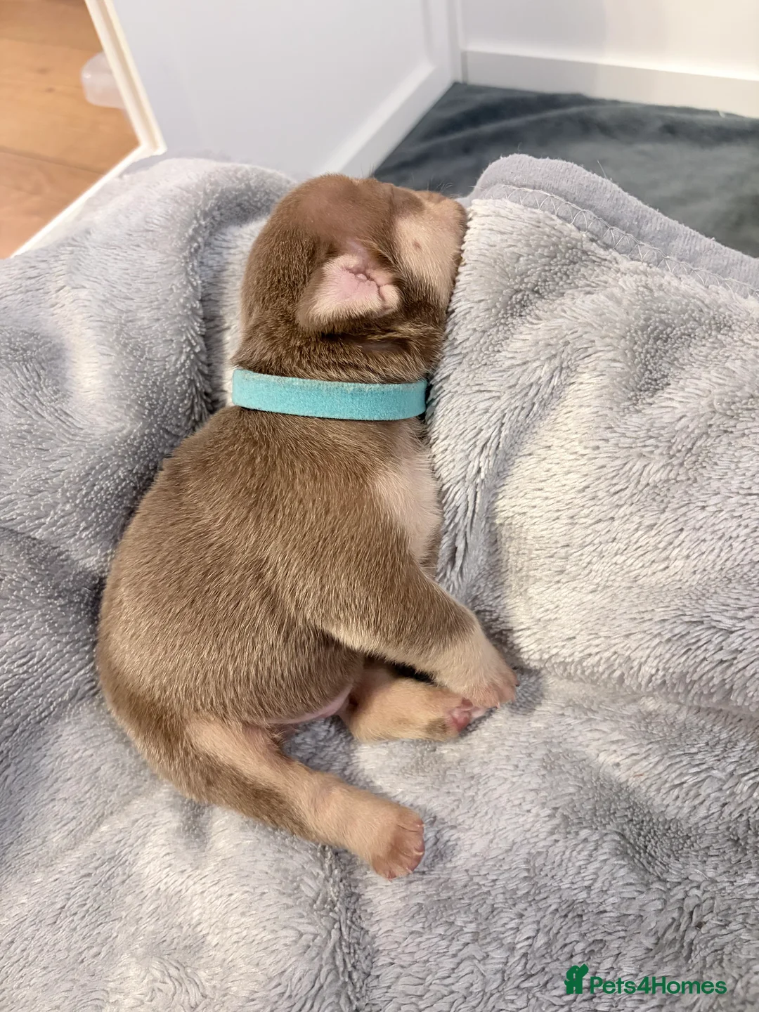 English Bulldog dogs for sale: KC English Bulldog Puppies Exceptional Quality  - Advert 12