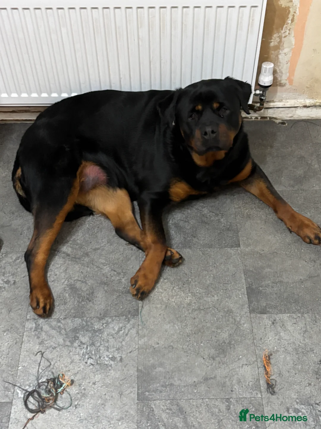 Rottweiler dogs for sale: Rottweiler  - Advert 5