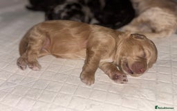 Mixed Breed dogs for sale: Cockapoo cross cavapoo - Image 18