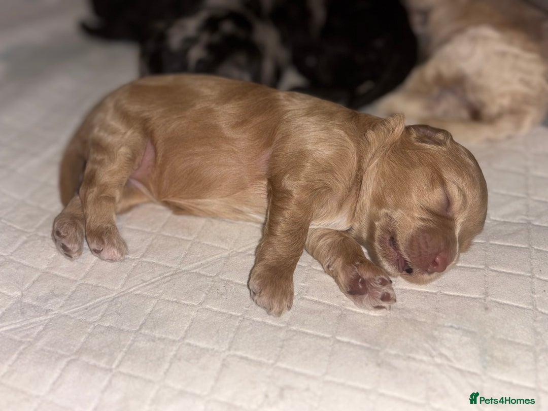 Mixed Breed dogs for sale: Cockapoo cross cavapoo - Image 18