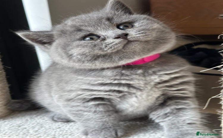 British Shorthair cats - Advert 13