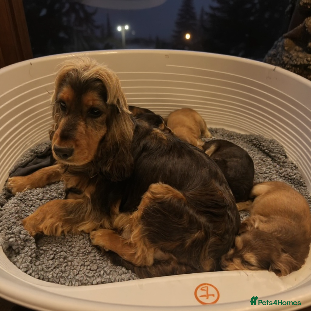 Cocker Spaniel dogs Quality Show type Kc Registered puppies - Advert 1