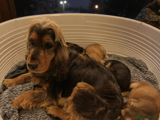 Cocker Spaniel dogs Quality Show type Kc Registered puppies - Advert 1