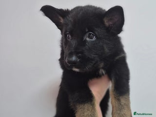 German Shepherd dogs Left last 3 puppies German Shepherd puppies - Advert 10