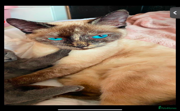 Siamese cats - Advert 1
