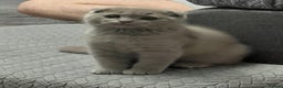 Scottish Fold cats for sale: Scottish Fold Cat - Advert 3