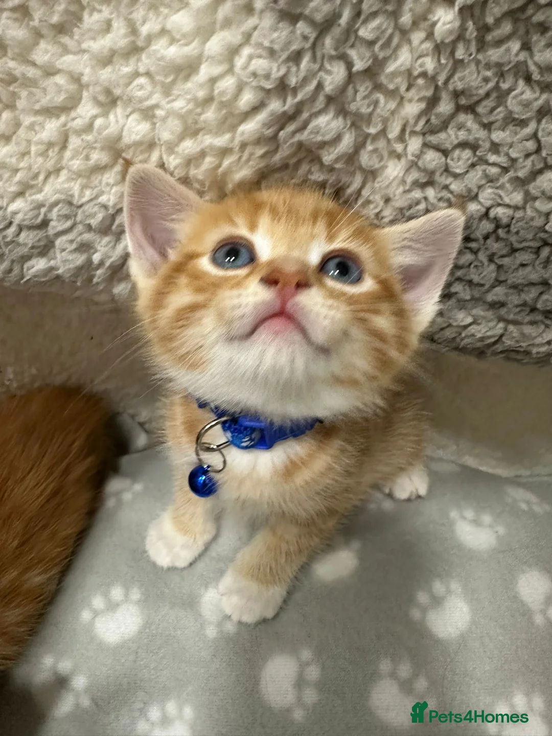 Mixed Breed cats for sale: 4 Adorable Ginger Kittens - Advert 10