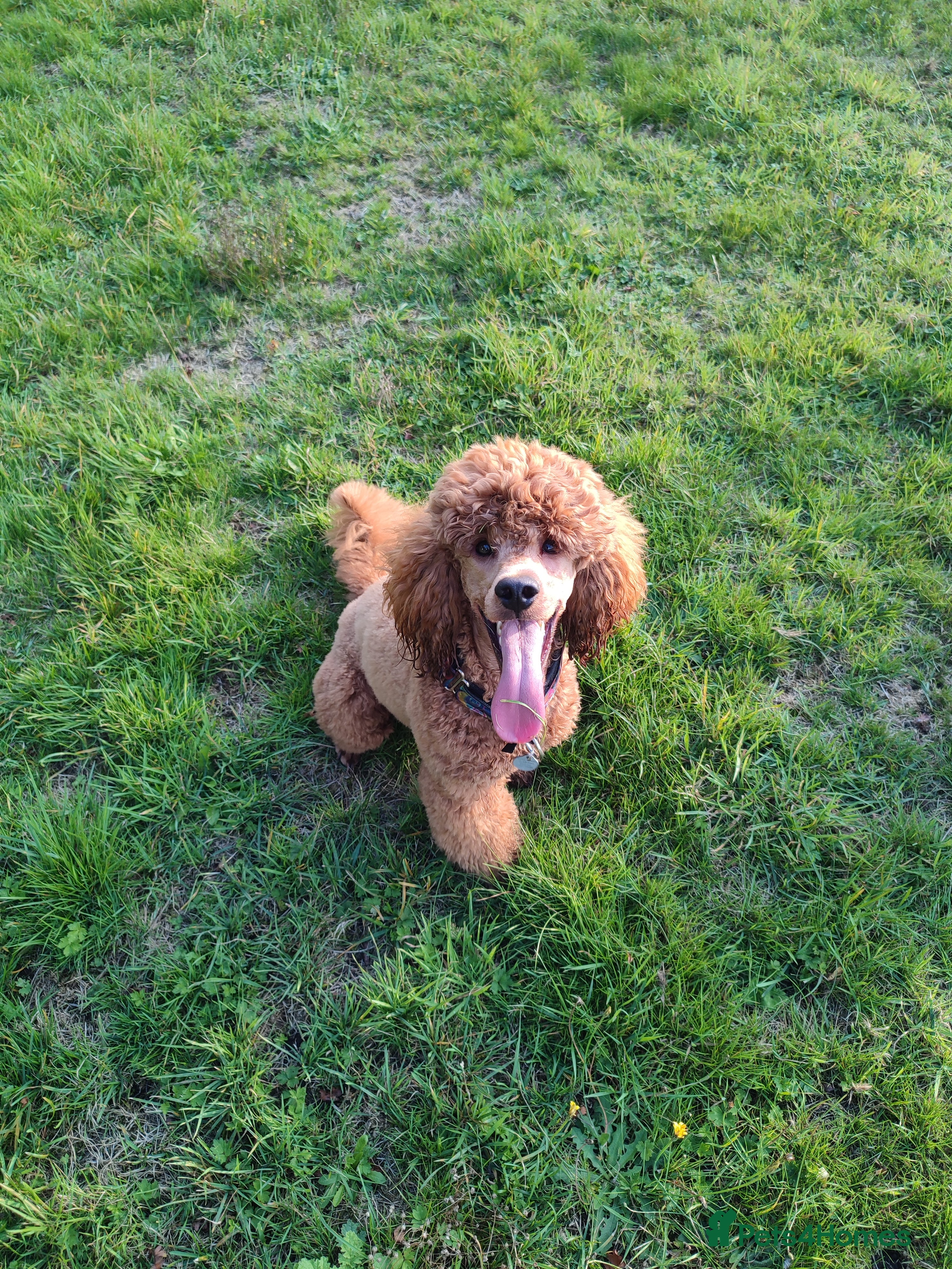 Cockapoo dogs Stunning proven KC reg Red Miniature Poodle in Cannock - Advert 7
