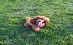 Cockapoo dogs for stud: Stunning proven KC reg Red Miniature Poodle in Cannock - Image 1