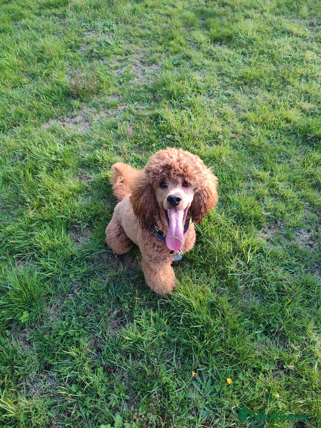 Cockapoo dogs for stud: Stunning proven KC reg Red Miniature Poodle in Cannock - Image 1