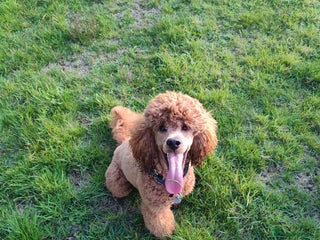 Cockapoo dogs in Cannock - Advert 8