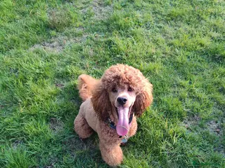 Cockapoo dogs Stunning proven KC reg Red Miniature Poodle in Cannock - Advert 21