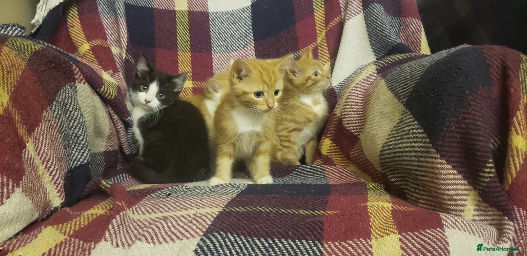 Mixed Breed cats for sale: Beautiful fluffy kittens for sale. - Image 7