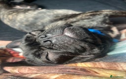 Mixed Breed dogs for sale: 1year old frenchie - Image 2