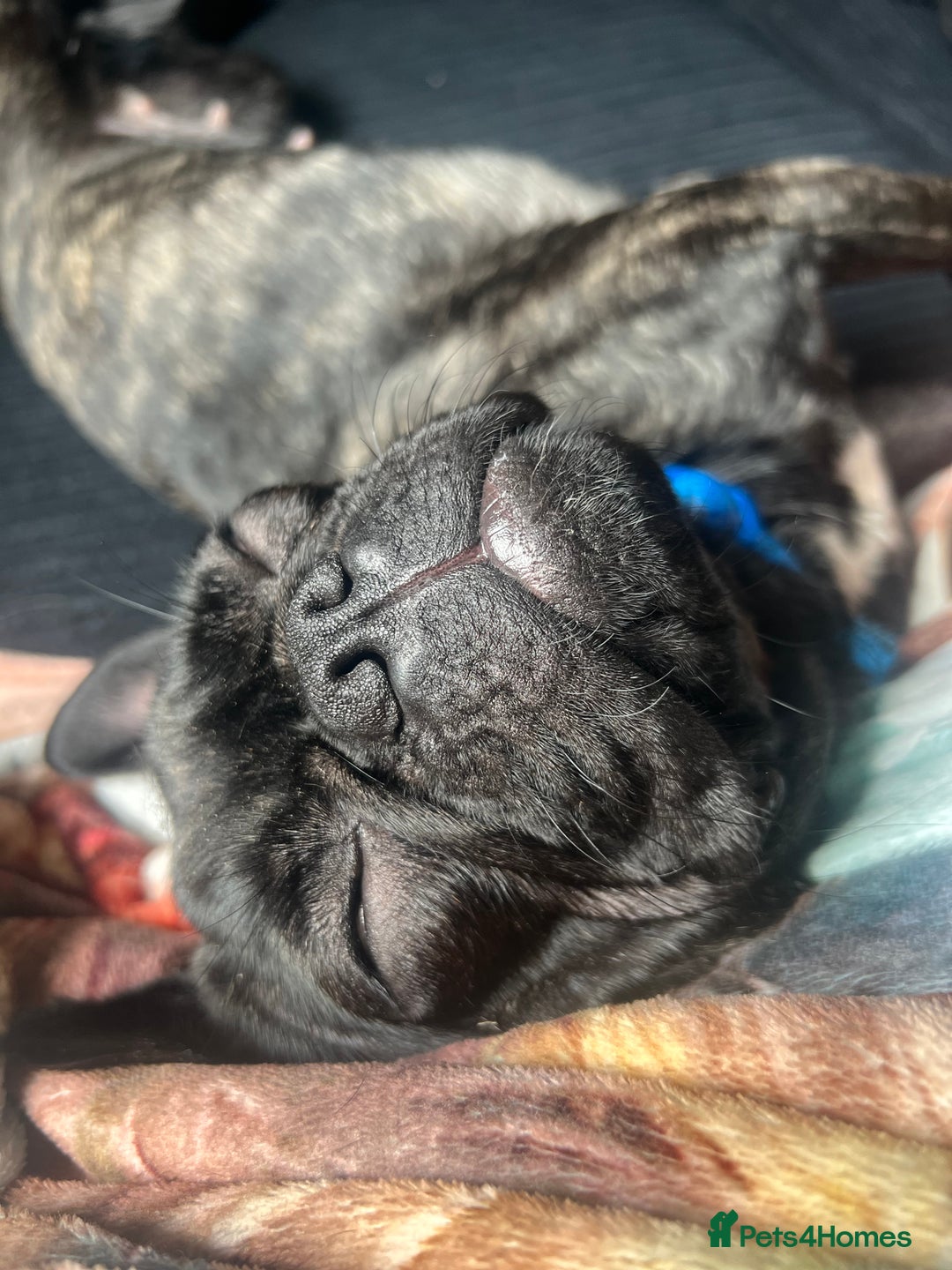 Mixed Breed dogs for sale: 1year old frenchie - Image 2