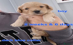 Cavapoochon dogs for sale: Litter of cavapoochons - Image 9