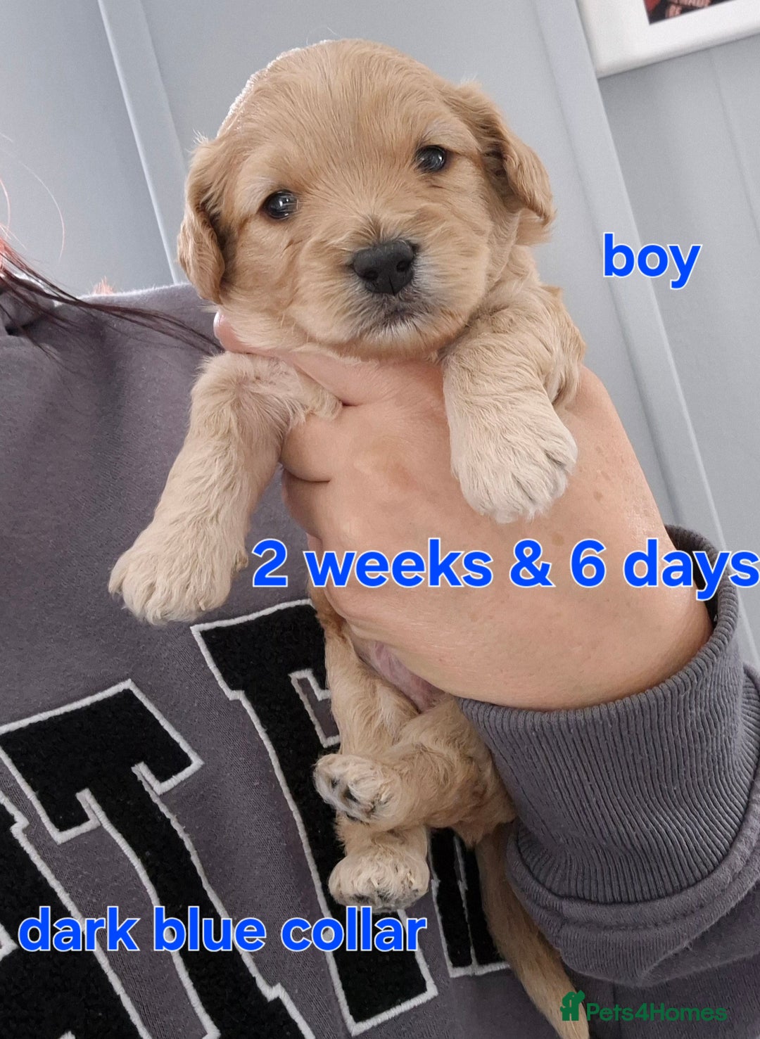 Cavapoochon dogs for sale: Litter of cavapoochons - Image 9