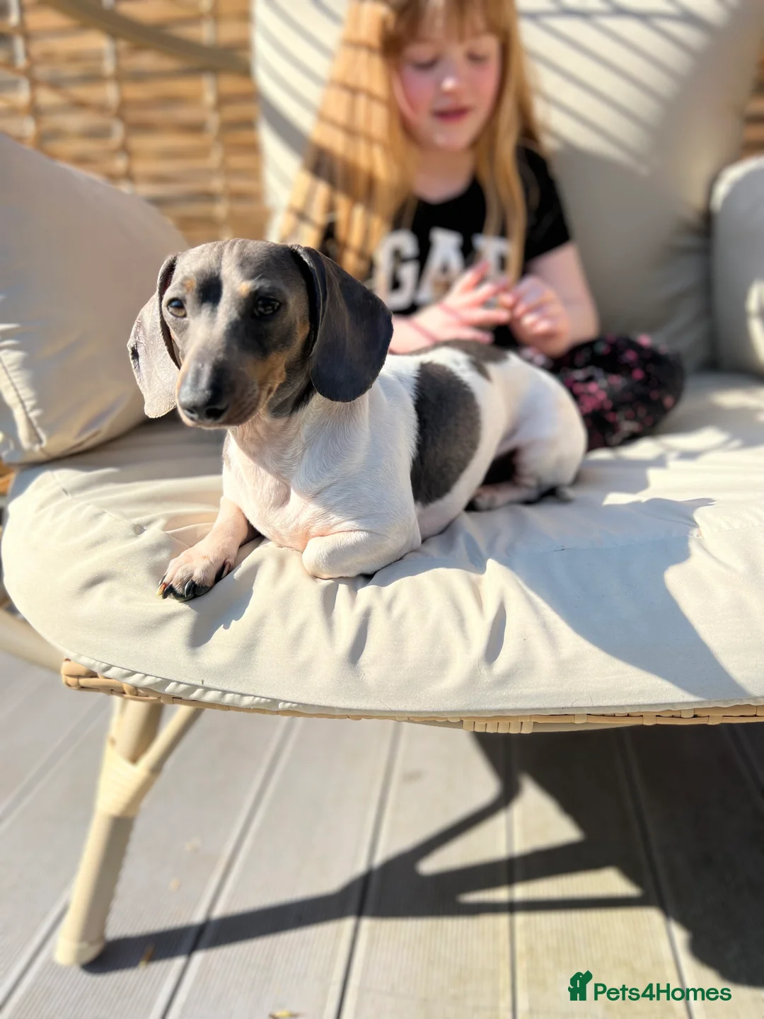 Miniature Dachshund dogs for stud: Tiny Piebald Stud with Free Ovulation Testing  in Stockton-on-Tees - Advert 5